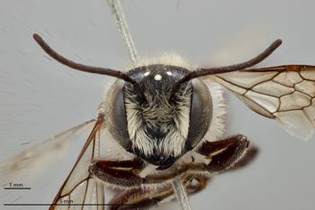 Media type: image;   Entomology 786071 Aspect: head frontal view